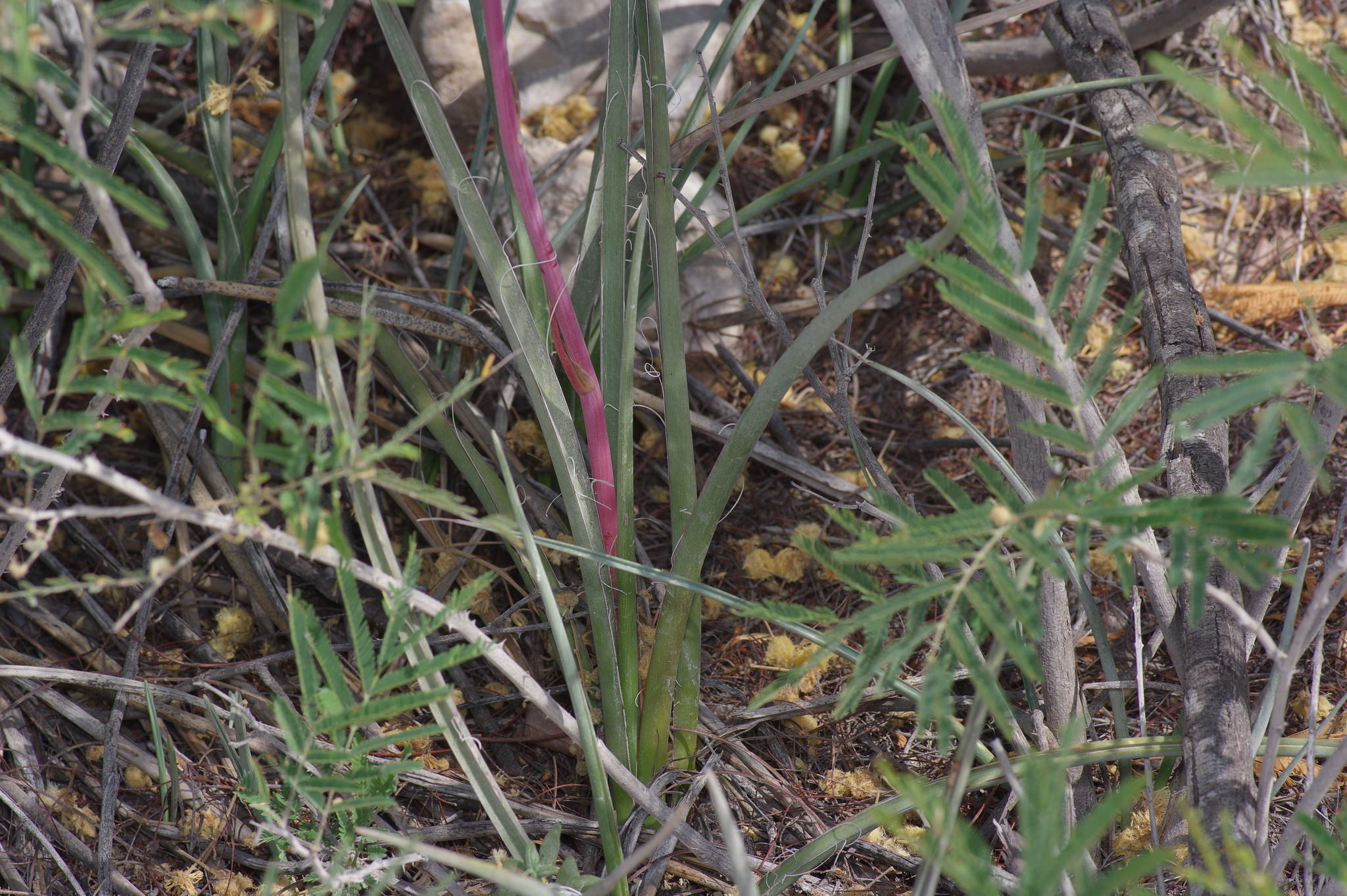 Hesperaloe parviflora